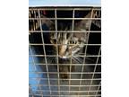 Adopt Edmond 120834 a Brown or Chocolate Domestic Shorthair (medium coat) cat in