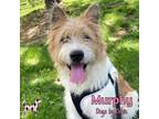 Adopt Murphy a White Airedale Terrier / Akita / Mixed dog in KANSAS CITY