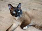 Adopt Milk a Brown or Chocolate Snowshoe / Mixed cat in Boulder, CO (34684517)