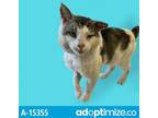 Adopt TUSC-Stray-tu6918 a White Domestic Shorthair / Mixed cat in Tuscaloosa