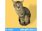 Adopt feralwild2205156917 a Brown or Chocolate Domestic Shorthair / Mixed cat in