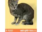 Adopt feralwild2205156916 a Gray or Blue Domestic Shorthair / Mixed cat in