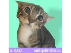 Adopt feralwild2205156915 a Brown or Chocolate Domestic Shorthair / Mixed cat in