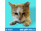 Adopt TUSC-Stray-tu6914 a Orange or Red Domestic Shorthair / Mixed cat in