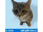 Adopt TUSC-Stray-tu6913 a Gray or Blue Domestic Mediumhair / Mixed cat in