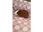 Adopt George a Orange Guinea Pig small animal in Williston, FL (34684409)