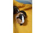 Adopt Sky a Black Guinea Pig small animal in Williston, FL (34684406)