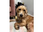 Adopt Mayo a Tan/Yellow/Fawn Goldendoodle dog in New York, NY (34681736)