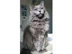 Adopt Lila a Gray or Blue Russian Blue / Mixed (long coat) cat in Kyle