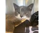Adopt Joule Bonded with Eeyore a White Domestic Shorthair / Mixed cat in