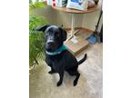 Adopt Whiskey a Black Labrador Retriever / German Shepherd Dog / Mixed dog in