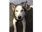 Adopt Luna a Black - with White Husky / Mixed dog in North Brunswick