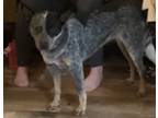 Adopt Sydney a Gray/Blue/Silver/Salt & Pepper Australian Cattle Dog / Mixed dog