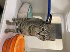 Adopt PHOENIX WRIGHT a Gray, Blue or Silver Tabby Domestic Shorthair / Mixed