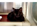 Adopt NAVI a All Black Domestic Shorthair / Mixed (short coat) cat in Norfolk