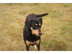 Adopt GABBANA a Black - with Tan, Yellow or Fawn Black and Tan Coonhound / Mixed