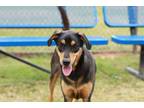 Adopt DOLCE a Black - with Tan, Yellow or Fawn Black and Tan Coonhound / Mixed