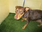 Adopt a Brown/Chocolate - with Tan Hound (Unknown Type) / Mixed dog in Winter