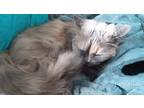 Adopt Tawny a Tan or Fawn Domestic Longhair / Mixed (long coat) cat in Clinton