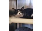 Adopt BIBI a Black & White or Tuxedo Domestic Shorthair / Mixed (short coat) cat