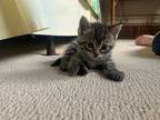 Adopt Alexander a Brown Tabby Domestic Shorthair (short coat) cat in Houston