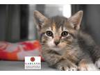 Adopt FLORA* a Gray, Blue or Silver Tabby Domestic Shorthair / Mixed (short