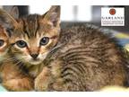 Adopt FISHER* a Brown Tabby Domestic Shorthair / Mixed (short coat) cat in