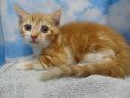 Adopt LOUIS a Orange or Red Tabby Domestic Shorthair / Mixed (short coat) cat in