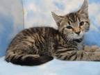 Adopt PENNY a Brown Tabby Domestic Shorthair / Mixed (short coat) cat in Fort