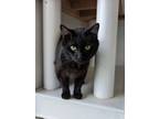 Adopt Pappy Van Winkle a Domestic Shorthair / Mixed cat in Lexington