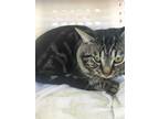 Adopt JOHNNY a Brown Tabby Domestic Shorthair / Mixed (short coat) cat in