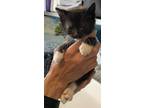 Adopt Oswald Cobblestone (penguin) a Domestic Shorthair / Mixed cat in Salt Lake