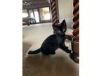 Adopt Angel a All Black Domestic Shorthair (short coat) cat in Houston