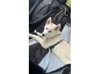 Adopt Zeus a White - with Tan, Yellow or Fawn Husky / Mixed dog in Hopatcong
