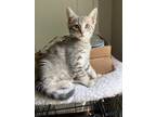 Adopt Basket a Gray, Blue or Silver Tabby Domestic Shorthair / Mixed cat in