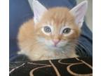 Adopt Egg a Orange or Red Tabby Domestic Shorthair / Mixed cat in Petersburg