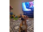 Adopt Athena a Tan/Yellow/Fawn Boxer / Mixed dog in Cary, NC (34661449)