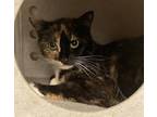Adopt Mocha a Domestic Shorthair / Mixed cat in Richmond, VA (34684190)