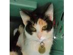 Adopt Carrie a White Domestic Shorthair / Domestic Shorthair / Mixed cat in