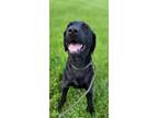 Adopt Gordon a Labrador Retriever / Mixed dog in Troy, OH (34684135)