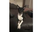 Adopt Bandit a Tricolor (Tan/Brown & Black & White) Rat Terrier / Mixed dog in