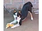 Adopt Sprite a Black Australian Cattle Dog / Mixed dog in Evans, CO (34679043)