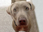Adopt CHEVY* a Brown/Chocolate Weimaraner / American Pit Bull Terrier / Mixed