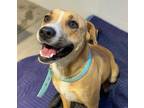 Adopt NORA* a Tan/Yellow/Fawn - with White American Pit Bull Terrier / Mixed dog