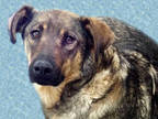 Adopt JULIET* a Tan/Yellow/Fawn - with Black German Shepherd Dog / Mixed dog in