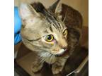 Adopt Sebastian a American Bobtail / Mixed cat in Raleigh, NC (34684090)