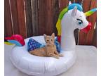 Adopt Barry a Orange or Red Tabby Bengal (short coat) cat in Phoenix