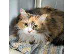Adopt Daisy a Brown or Chocolate Domestic Longhair / Domestic Shorthair / Mixed