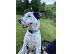 Adopt Rocko a White - with Black American Pit Bull Terrier / Australian Cattle