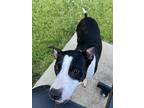 Adopt Coco a White - with Black American Pit Bull Terrier / Australian Cattle